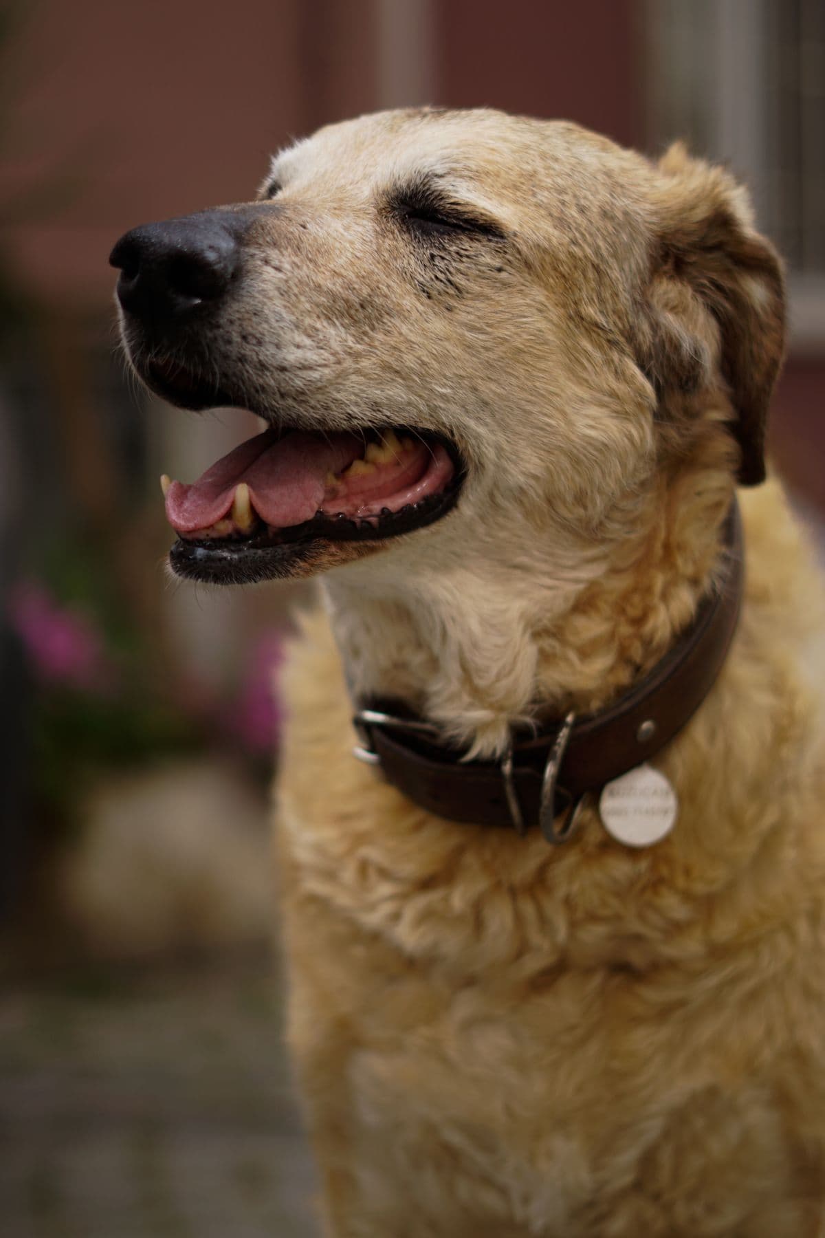Cachorro feliz